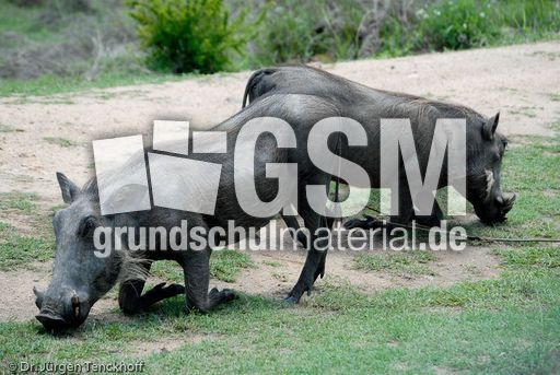 Warzenschwein (7 von 26).jpg